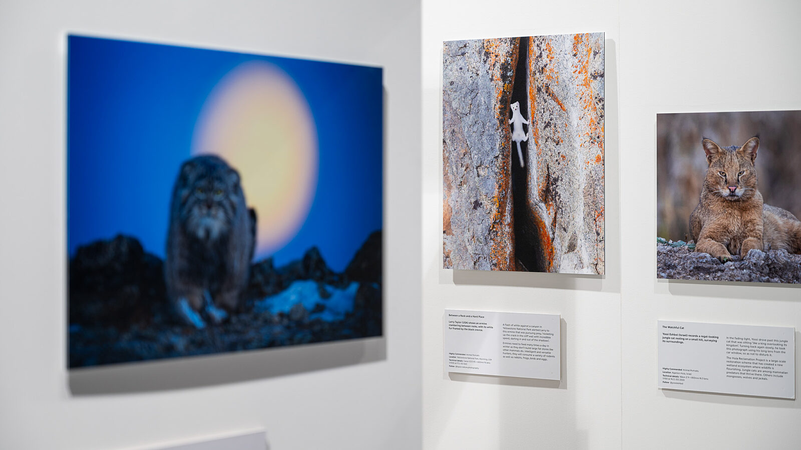 Chester Zoo Exhibition Design